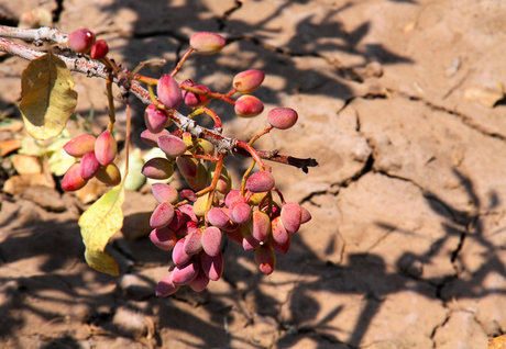 چه نسخه‌ای برای تشنگی کرمان پیچیده شد؟